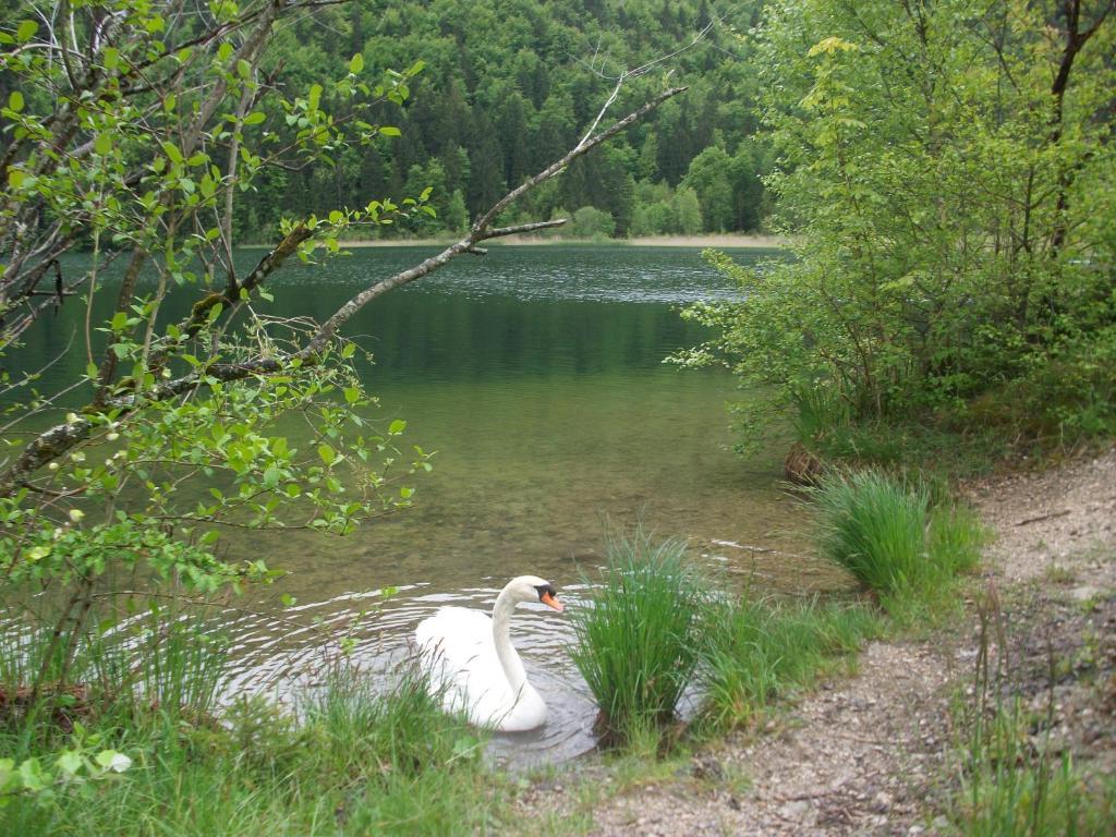 Ferienwohnungen Rexha Schwangau Esterno foto